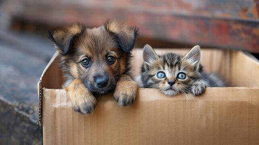 Furbaby Sponsorship (毛孩助義計劃)/month